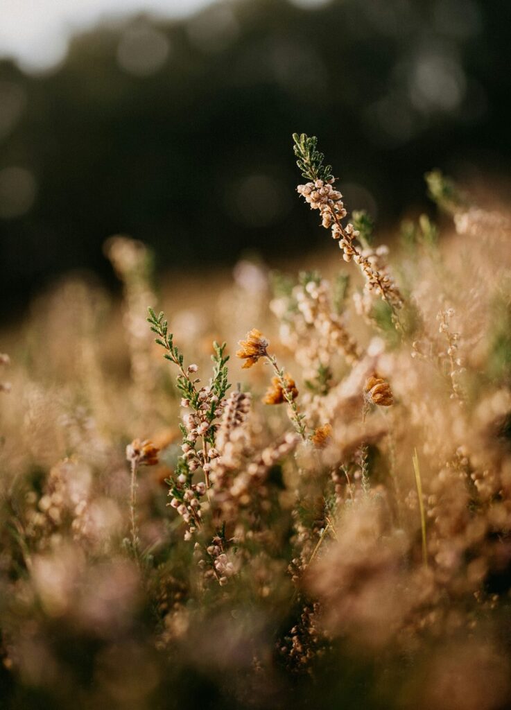 TotalSeat Natuur